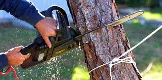 Why Choose Our Tree Removal Services in Old Town, ME?