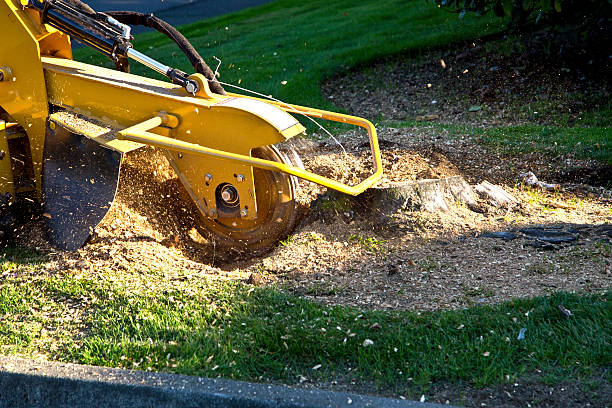 Reliable Old Town, ME  Tree Services Solutions