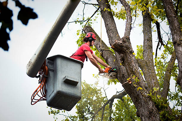 Mulching Services in Old Town, ME